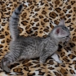 Silver-male-Mau-kitten-b