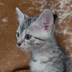 Silver-male-Mau-kitten-c
