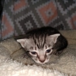 Mau, silver Male #1, DOB 8-9-20