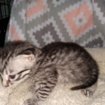 Mau, silver Male #1, DOB 8-9-20