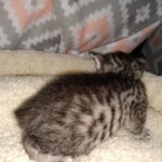 Mau, silver Male #1, DOB 8-9-20