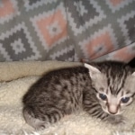 Mau, silver Male #1, DOB 8-9-20