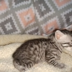 Mau, silver Male #1, DOB 8-9-20