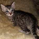 Mau, silver Male #1, DOB 8-9-20