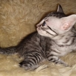 Mau, silver Male #1, DOB 8-9-20