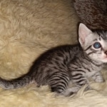 Mau, silver Male #1, DOB 8-9-20