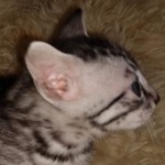 Mau, silver Male #1, DOB 8-9-20