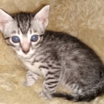 Mau, silver Male #1, DOB 8-9-20
