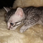 Mau, silver Male #1, DOB 8-9-20