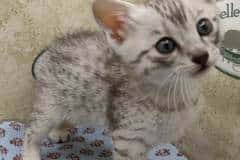 Egyptian Mau Silver Male #1 DOB 9-19-23