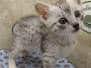 Egyptian Mau Silver Male #1 DOB 9-19-23