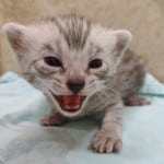 mau-silver-male-1-DOB-9-19-23