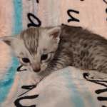 silver-male-Mau-1-A