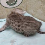 silver-male-mau-1-dob-9-19-23