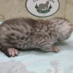 silver-mau-male-1-DOB-9-19-23-a