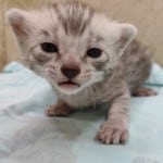 silver-mau-male-1-DOB-9-19-23-c