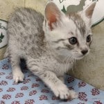 Silver Mau male DOB 9/19/23