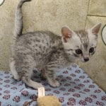 Silver Mau male DOB 9/19/23