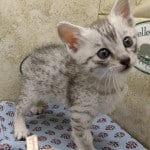 Silver Mau male DOB 9/19/23