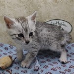 Silver Mau male DOB 9/19/23