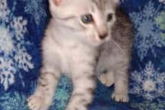 Nino Egyptian Mau Silver Male #1 DOB 9-20-20