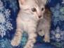 Nino Egyptian Mau Silver Male #1 DOB 9-20-20