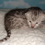 Mau, Silver, Male, DOB 9-20-20