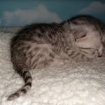 Mau, Silver, Male, DOB 9-20-20