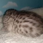 Mau, Silver, Male, DOB 9-20-20