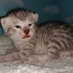 Mau, Silver, Male, DOB 9-20-20