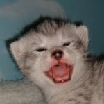 Mau, Silver, Male, DOB 9-20-20