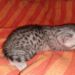 Mau, Silver, Male, DOB 9-20-20