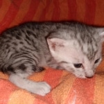 IMG_20201011_135126643