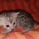 Mau, Silver, Male, DOB 9-20-20