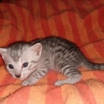 Mau, Silver, Male, DOB 9-20-20