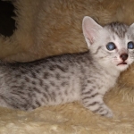 Mau, Silver, Male, DOB 9-20-20