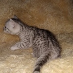 Mau, Silver, Male, DOB 9-20-20