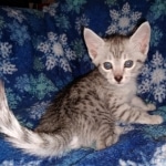 Mau, Silver, Male, DOB 9-20-20