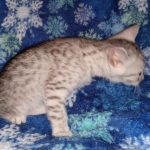 Mau, Silver, Male, DOB 9-20-20