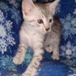 Mau, Silver, Male, DOB 9-20-20