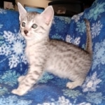 Mau, Silver, Male, DOB 9-20-20