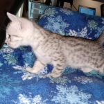 Mau, Silver, Male, DOB 9-20-20