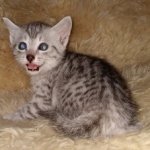 Mau, Silver, Male, DOB 9-20-20