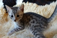 Loki, Egyptian Mau, Silver, Male #1 DOB 9-28-19