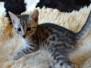 Loki, Egyptian Mau, Silver, Male #1 DOB 9-28-19