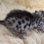 Mau, Silver, Male #1, DOB 9-28-19