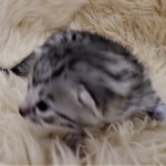 Mau, Silver, Male #1, DOB 9-28-19