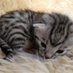 Mau, Silver, Male #1, DOB 9-28-19