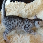 Mau, Silver, Male #1, DOB 9-28-19