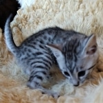 Mau, Silver, Male #1, DOB 9-28-19